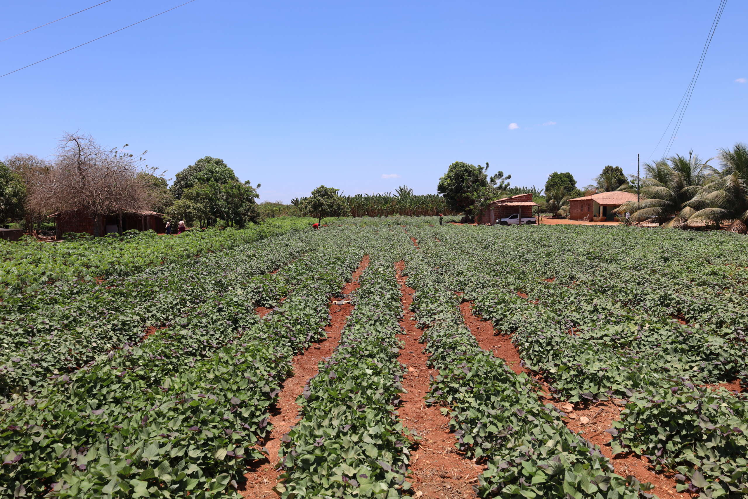 180 famílias de Limoeiro do Norte recebem entrega de títulos, nesta quarta-feira (4)